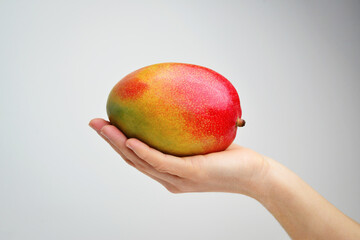 Close up hands young woman holding fresh mango on grey isolated background. Mango fruit isolated on grey background.