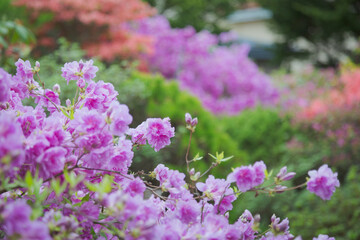 つつじ, 花, 庭, カラフル