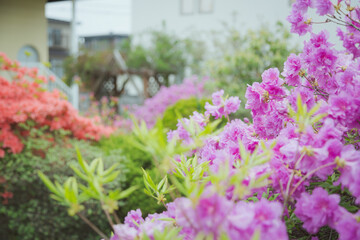 つつじ, 花, 庭, カラフル