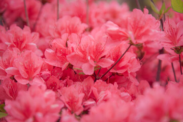 つつじ, 花, 庭, カラフル