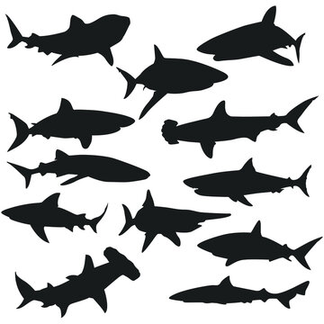 Shark Illustration Clip Art Design Shape. Water Animal Collection Silhouettes Icon Vector.