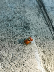 Ladybug friends