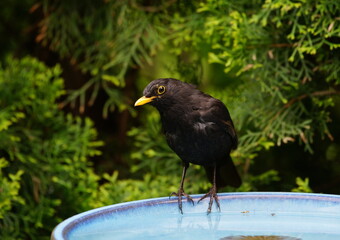blackbird in the garden