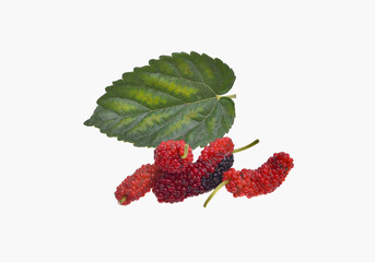 Mulberry fruit with green leaf isolated on white background