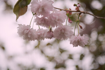 桜, 八重桜, ピンク, 満開