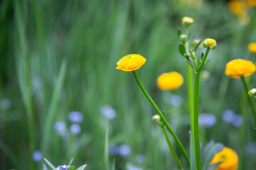 花, 黄色い花