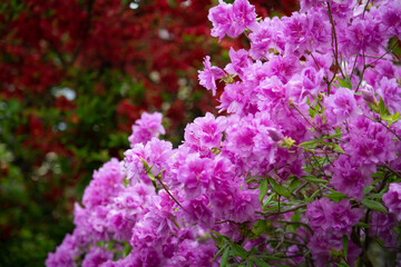 つつじ, 花, 庭, カラフル