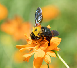 キバナコスモスの蜜を集めるクマバチ1