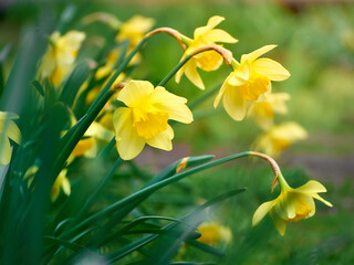 Close-up of yellow daffodil flowers.