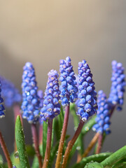 Muscari armeniacum plant with blue flowers. - obrazy, fototapety, plakaty