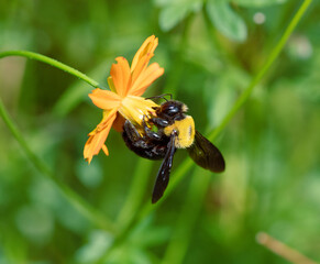 キバナコスモスの蜜を集めるクマバチ3