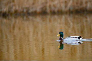 Ein stockentenerpel bei Sonnenaufgang
