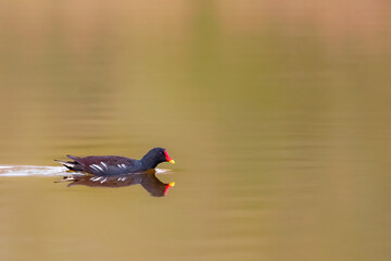 Ein Teichhuhn spiegelt sich am Morgen auf der Wasseroberfläche