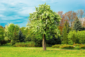 Fototapeta na wymiar Blooming apple tree over blue sky in spring park