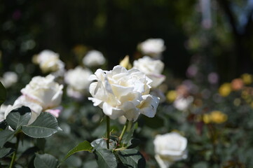 白薔薇