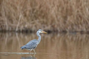 Ein Graureiher schreitet durch ein Gewässer