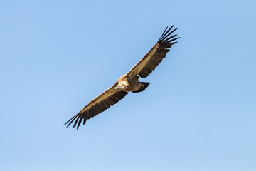 Fototapeta na wymiar The griffon vulture - Gyps fulvus - flying in the Sierra de Cazorla, Jaen, Spain