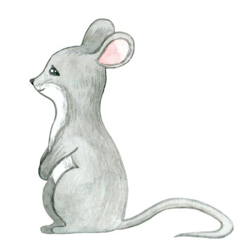 cute gray mouse painted in watercolor on a white background