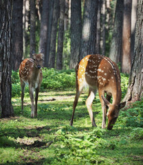 Naklejka na ściany i meble Sika deer eat grass in the forest