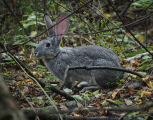 gray hare hiding in the forest behind tree branches