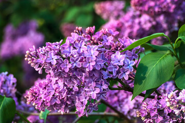 Branch of purple lilac blooming in the garden