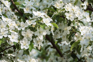 Siberian crab apple tree blossom - Malus baccata in bloom