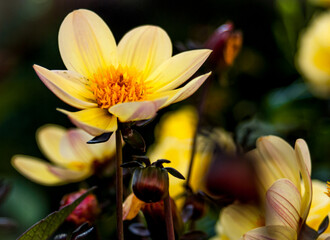 żółty kwiat 2