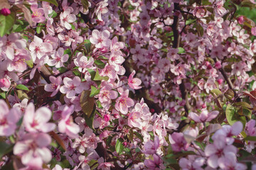Prunus cerasifera - Cherry plum, Myrobalan plum tree in bloom