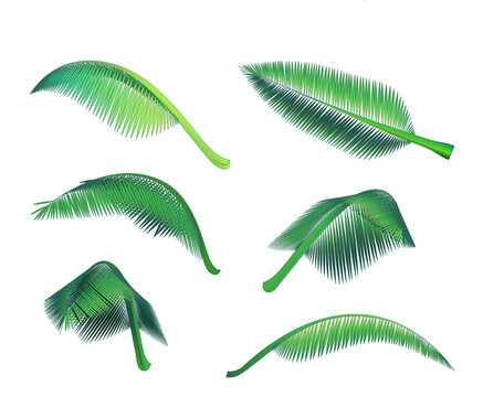Vector isolated illustration of a palm tree leaf in different angles made in cartoon style with outline. Set of summer colorful design elements. Bright fresh colors. 