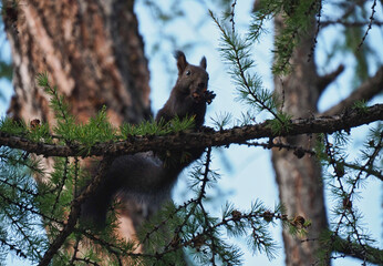 black squirrel sitting on a tree branch in the forest