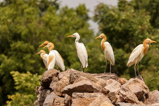 Birds pair || Group of birds sit together on rocks  || Birds Photography 