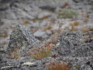Spotted partridge lurking in the rocks in the Murmansk region