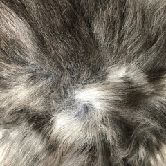 Ombre Grey Longhair Sheepskin Rug Texture