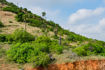 small mountain a lot of palm and cashew trees looking greenery with blue sky background. - 435058483