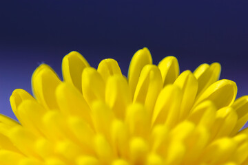 Fototapeta premium Beautiful small yellow chrysanthemum isolated on a deep blue blurry background. Macro shot of bright spring flower petals. Yellow mums flowers image. A present for Mother's Day and other holidays.