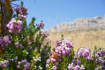 Flowering heather in a crop field