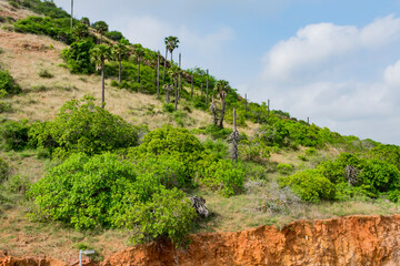 small mountain a lot of palm and cashew trees looking greenery with blue sky background. - 435058656