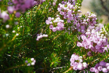 Green heather with purple flowers