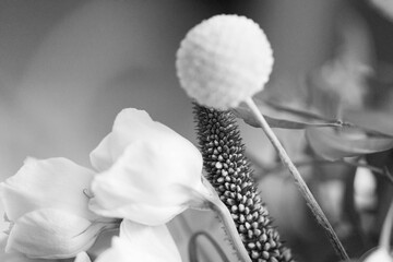 Blumen in Schwarz-Weiß