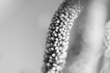 Blumen in Schwarz-Weiß