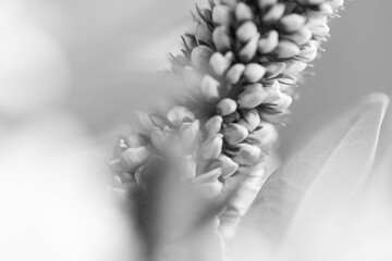 Blumen in Schwarz-Weiß