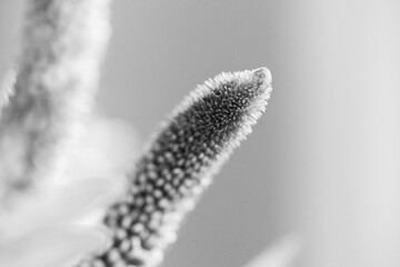 Blumen in Schwarz-Weiß