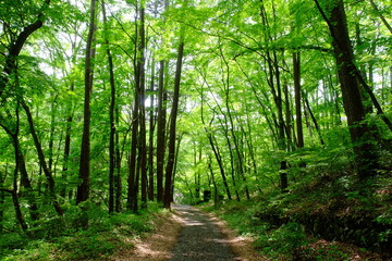 新緑のトレイル　旧碓氷峠遊覧歩道　軽井沢