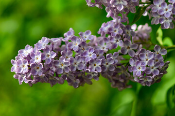 Lilac. Colorful purple lilacs blossoms with green leaves. Floral pattern