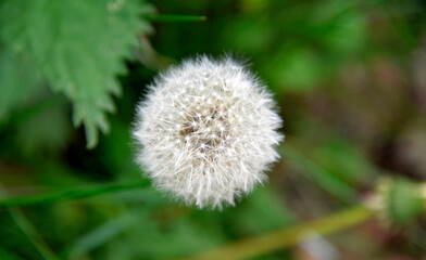 In the photo, seeds blown by the wind, a plant called dandelion growing on lawns in the village of Galiny in Masuria, Poland.