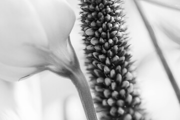 Blumen in Schwarz-Weiß