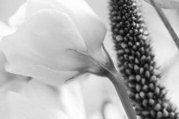 Blumen in Schwarz-Weiß © Conny Kämmerer