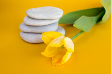 Fototapeta na wymiar Yellow tulip on a yellow background. Flatley Aromatic Flat Stones