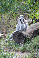 lemur (maki catta) in a zoo in vienna (austria) 