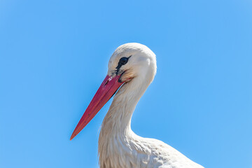 Detail of head of White stork - Ciconia ciconia - in natural reserve and natutral park Donana, Andalusia, Spain